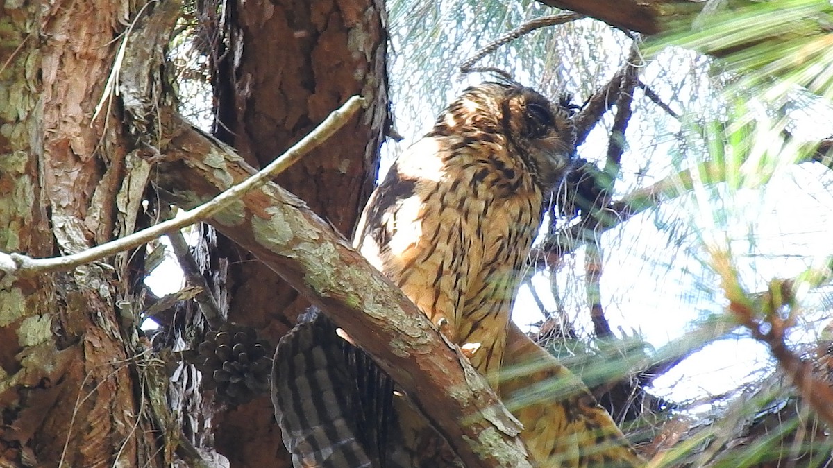 Hibou malgache - ML639704076