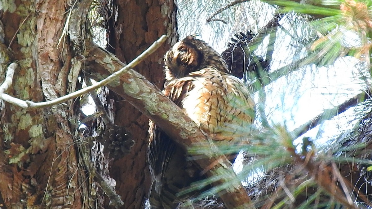 Hibou malgache - ML639704078