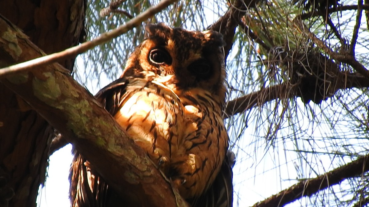 Hibou malgache - ML639704080
