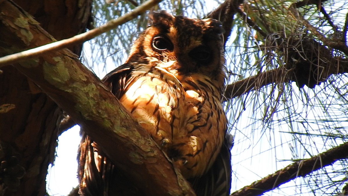 Hibou malgache - ML639704081