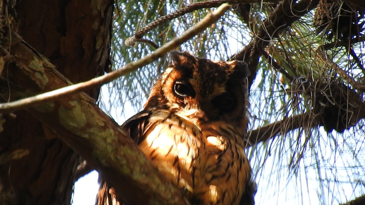 Hibou malgache - ML639704082
