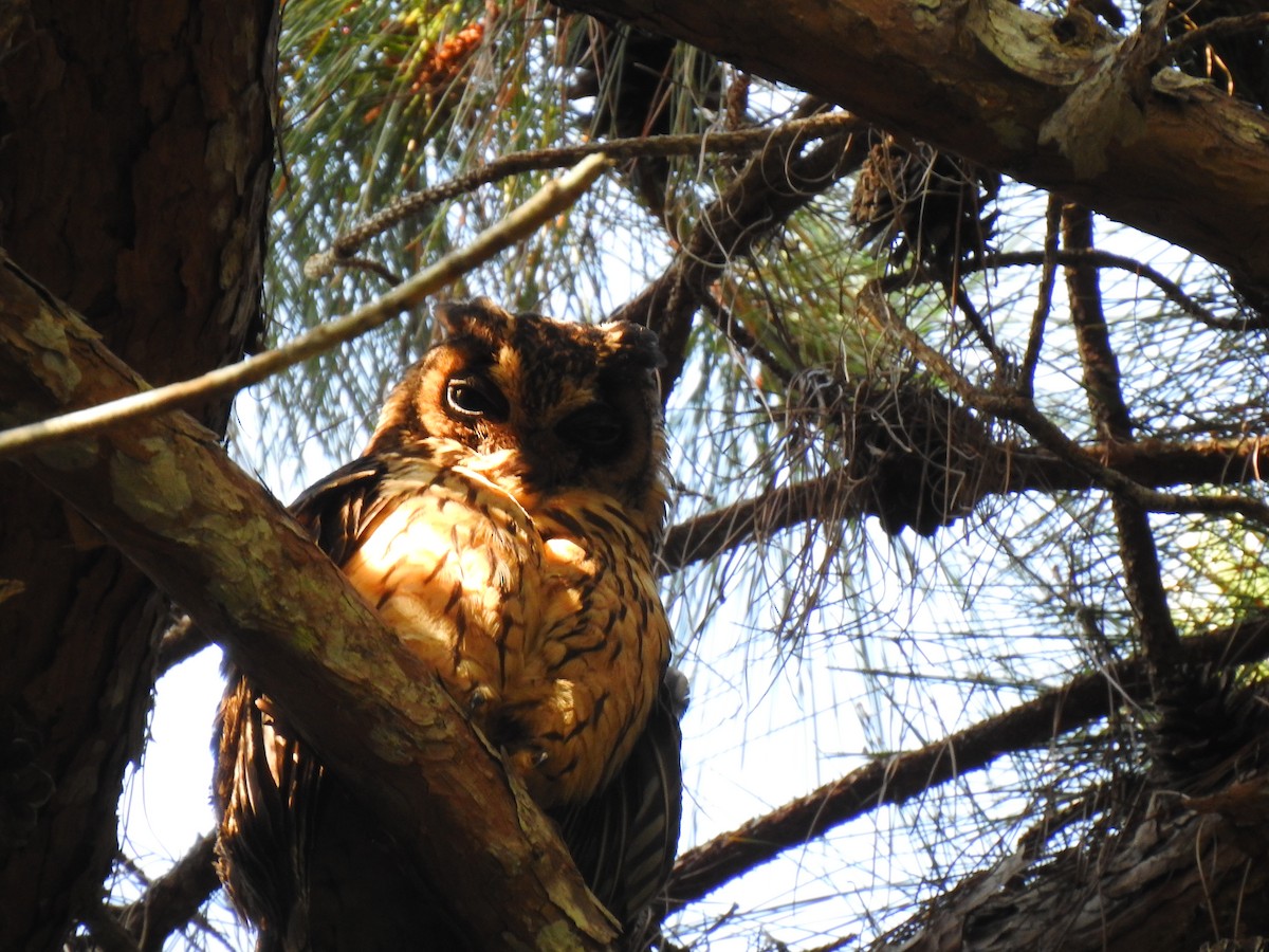 Hibou malgache - ML639704084