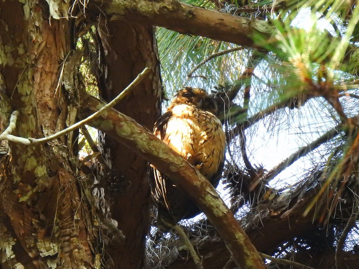 Hibou malgache - ML639704086