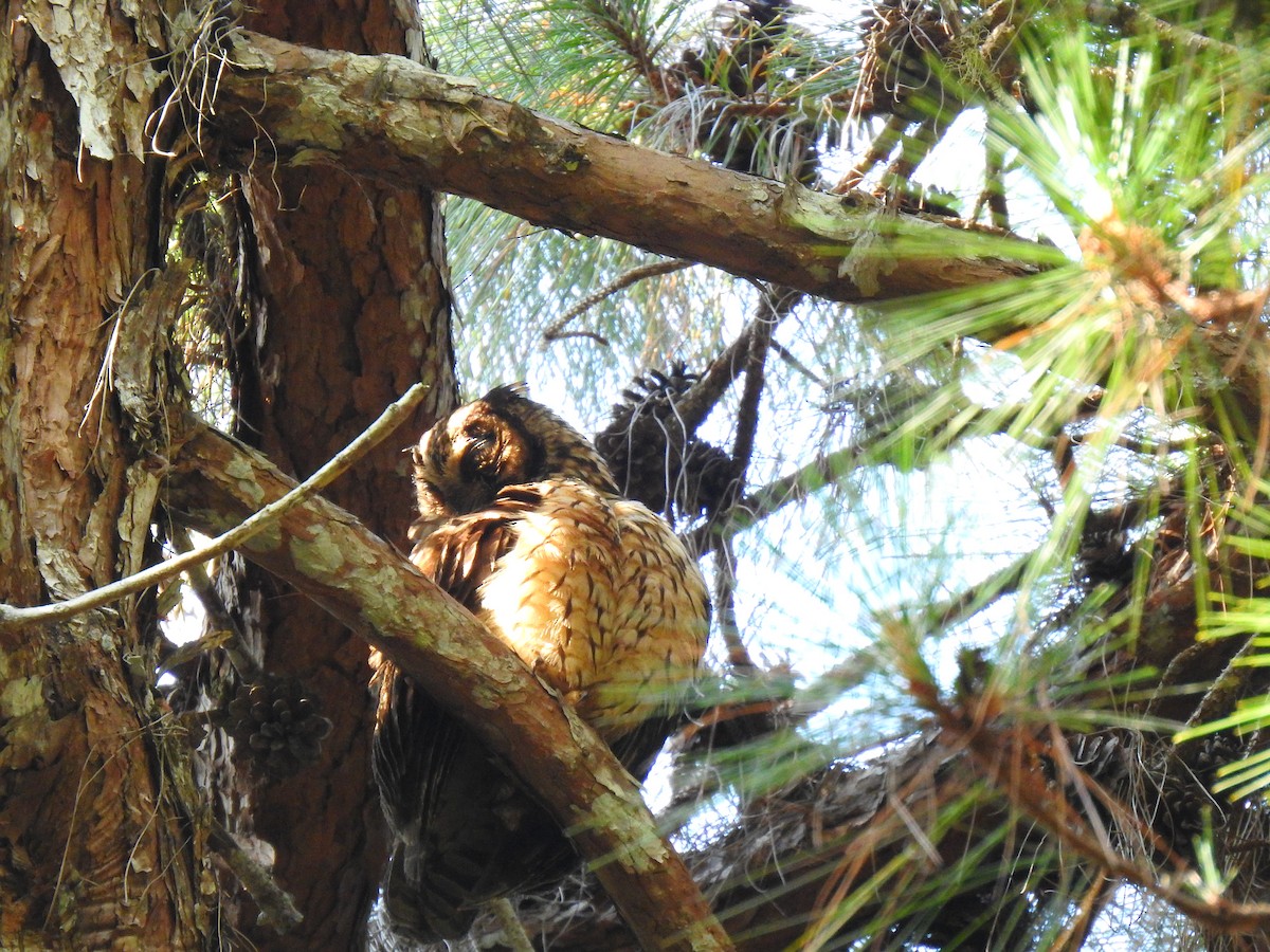 Hibou malgache - ML639704087