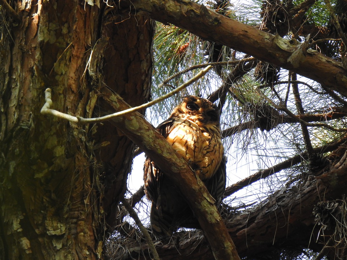 Hibou malgache - ML639704089