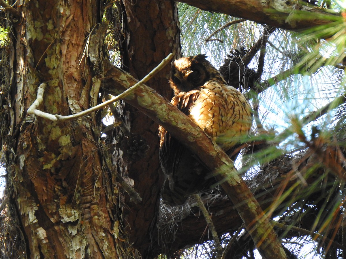 Hibou malgache - ML639704090