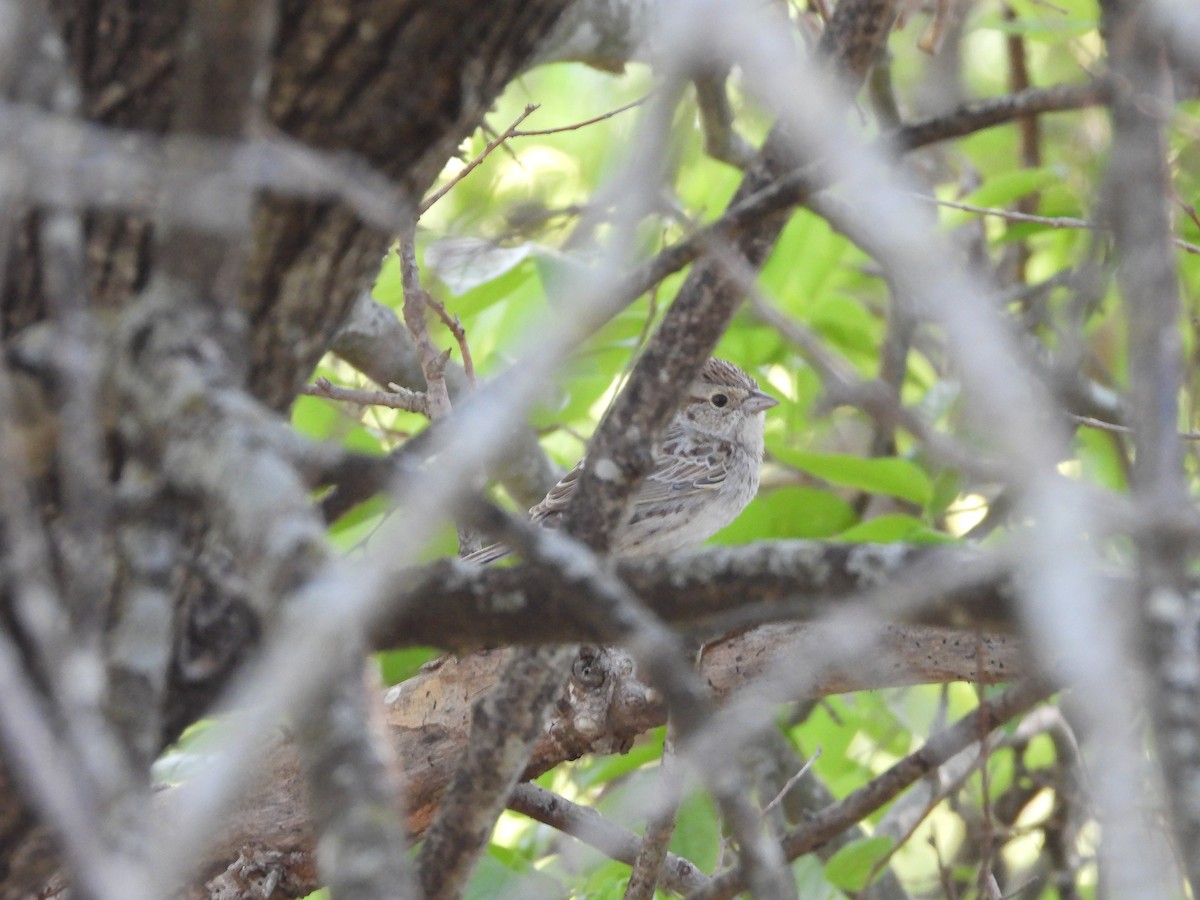 Cassin's Sparrow - ML639704125