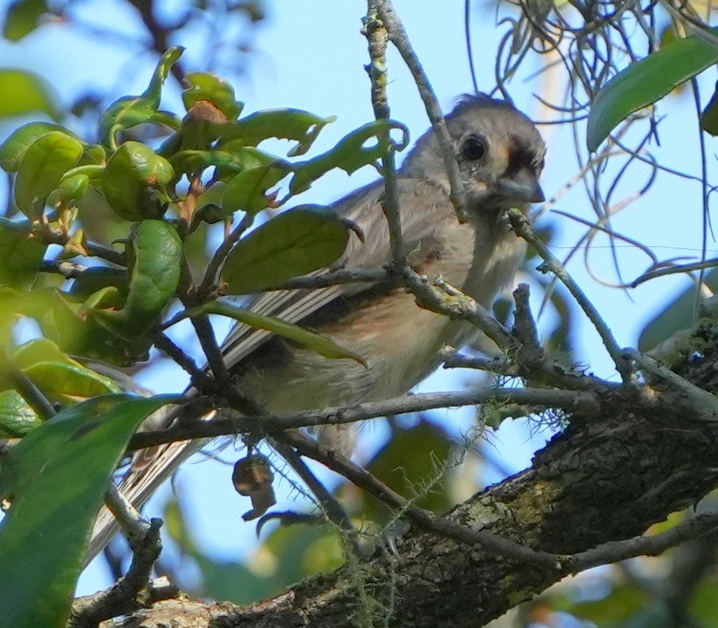 sýkora rezavoboká - ML639704129
