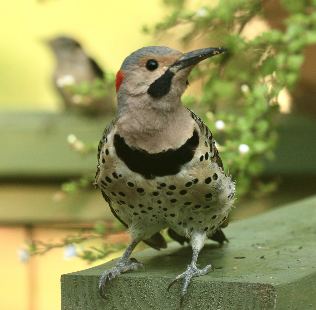 Northern Flicker - ML639704133
