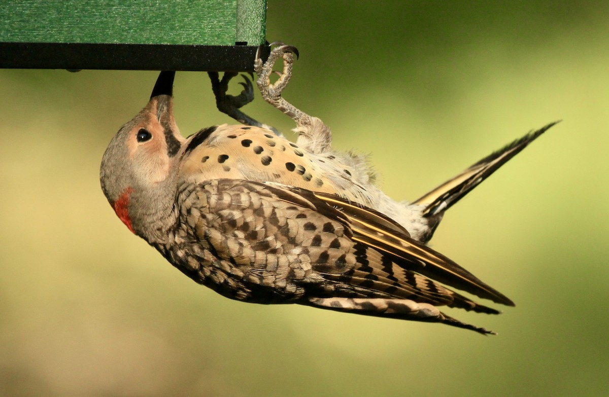 Northern Flicker - ML639704134