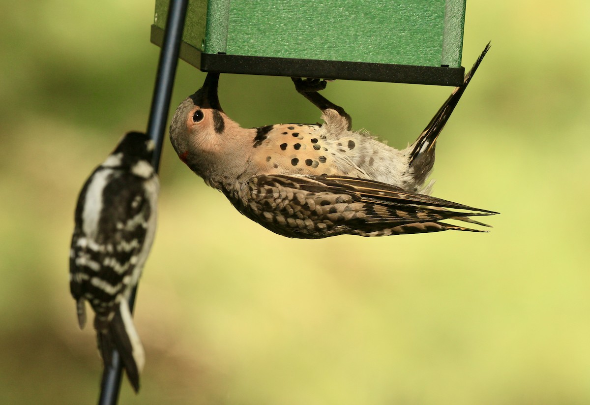 Northern Flicker - ML639704135