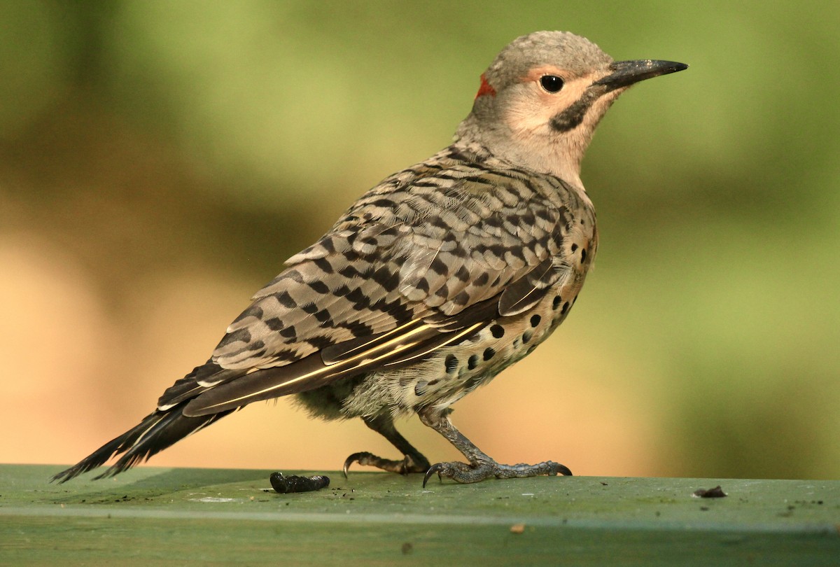 Northern Flicker - ML639704136
