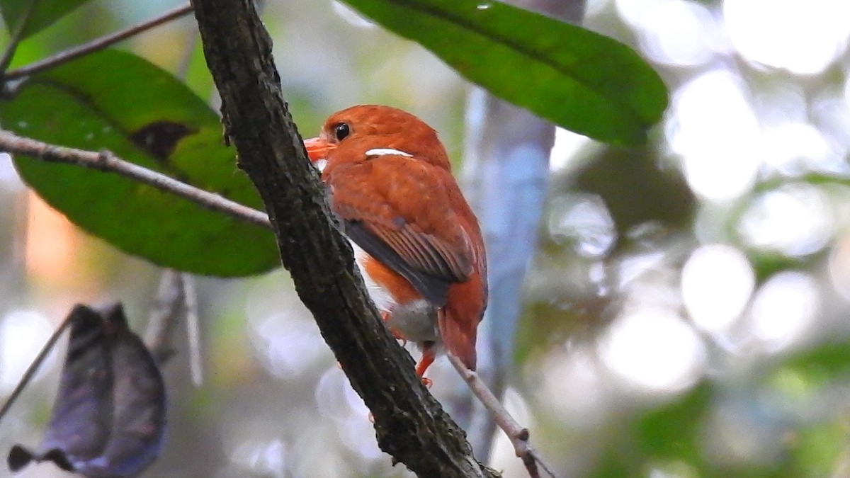 Madagascar Pygmy Kingfisher - ML639704209