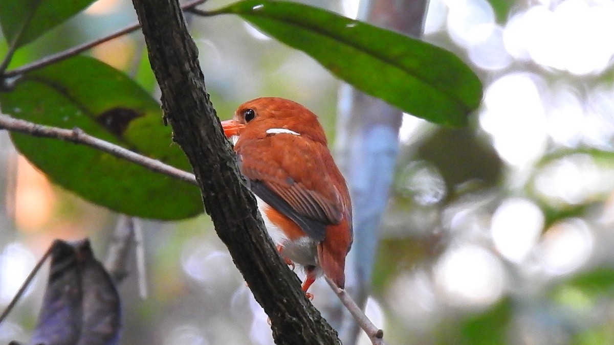Madagascar Pygmy Kingfisher - ML639704210