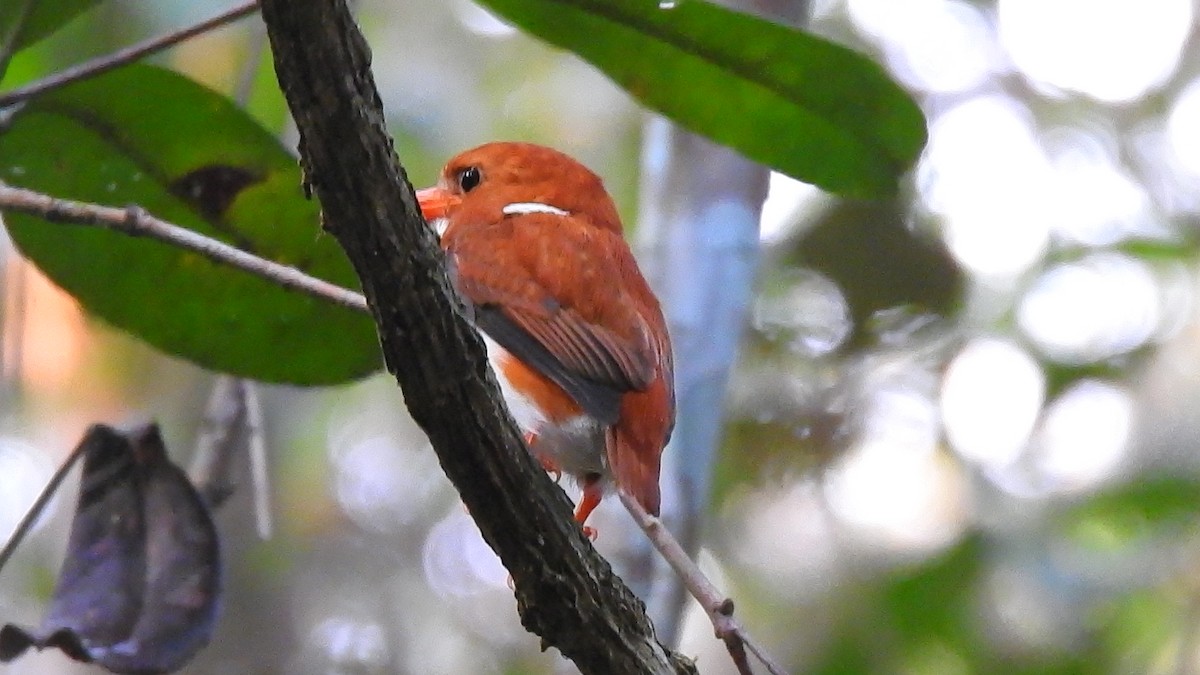 Madagascar Pygmy Kingfisher - ML639704211