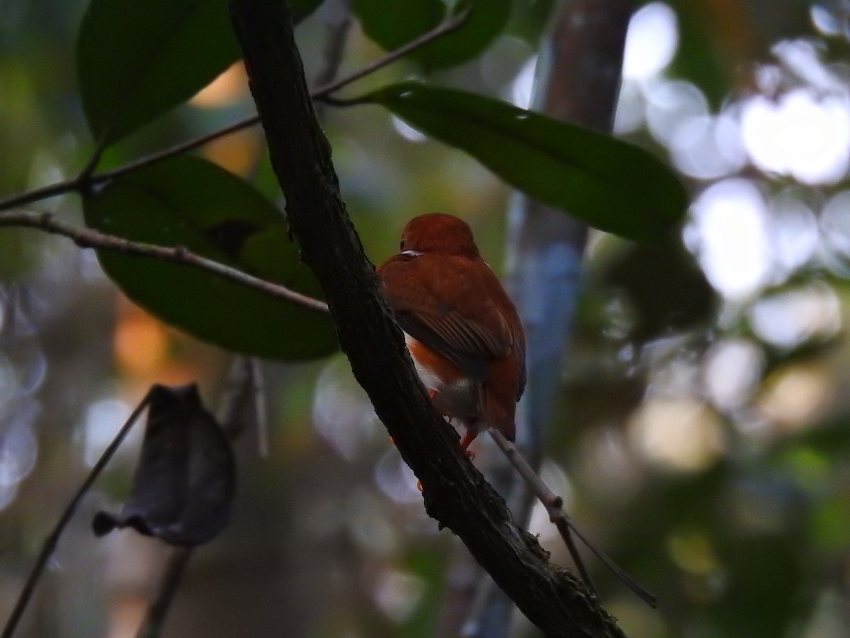 Madagascar Pygmy Kingfisher - ML639704213