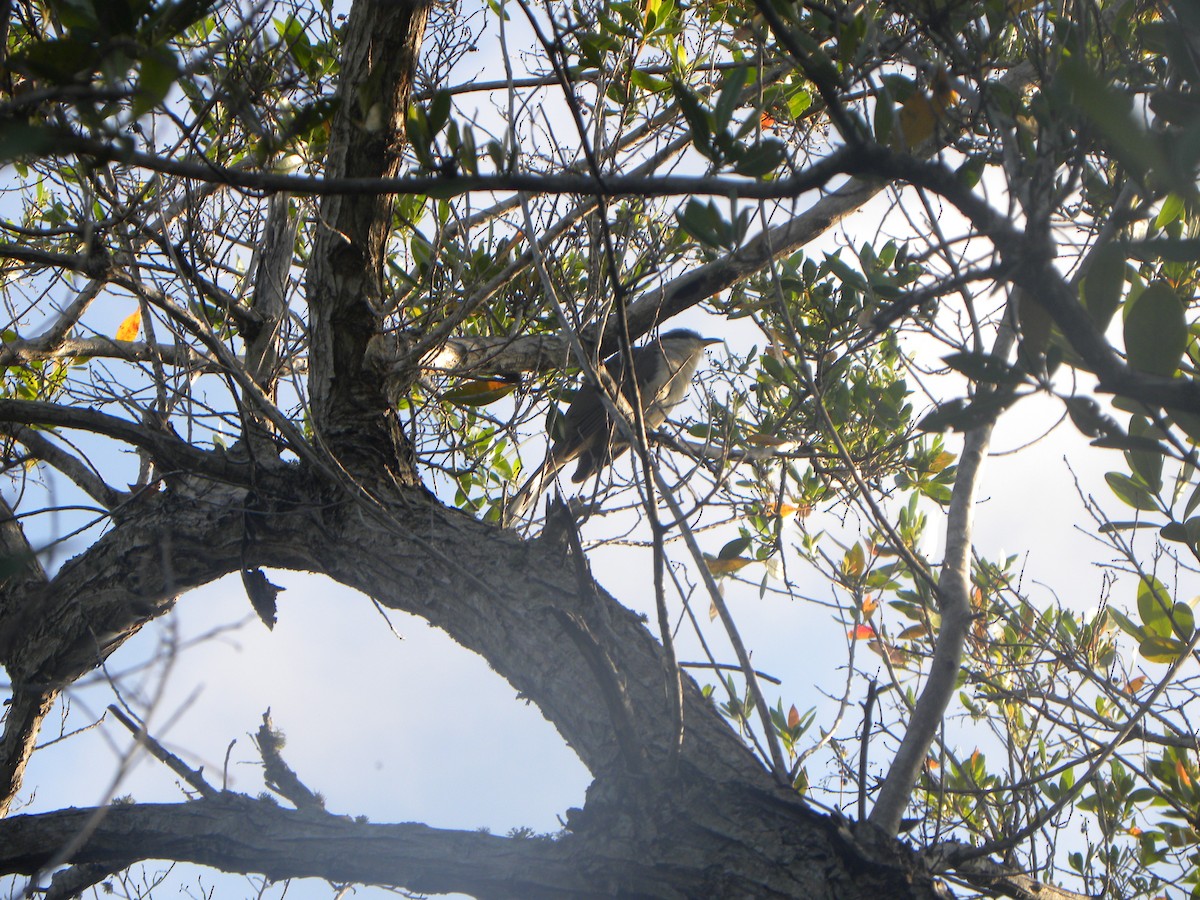 Mangrove Cuckoo - ML639704233