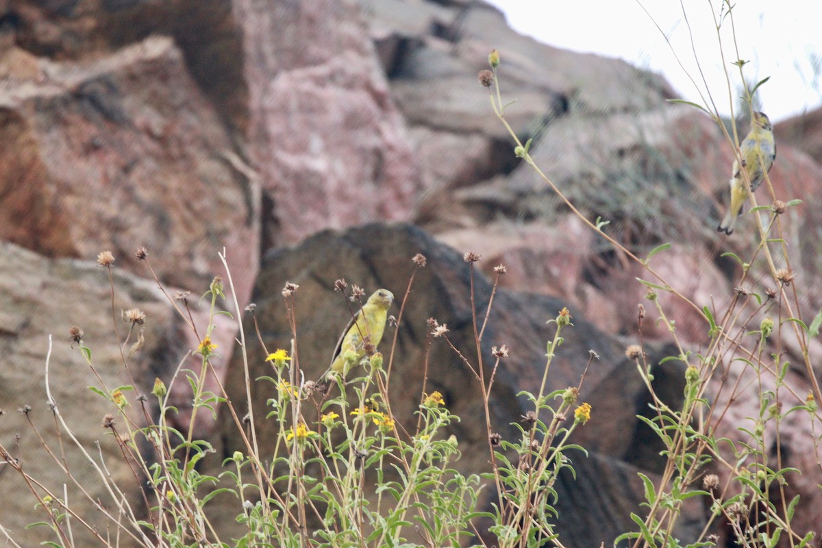 Lesser Goldfinch - ML639704278