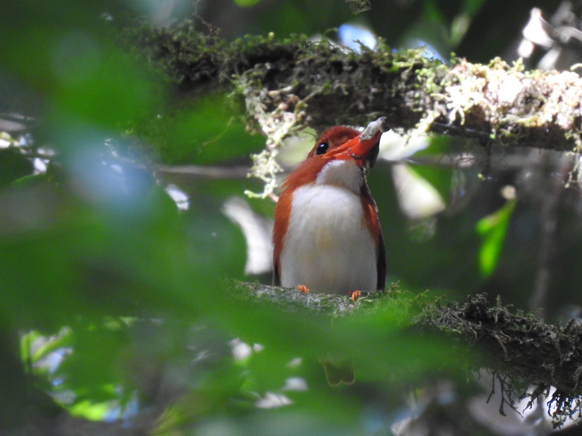 Madagascar Pygmy Kingfisher - ML639704298