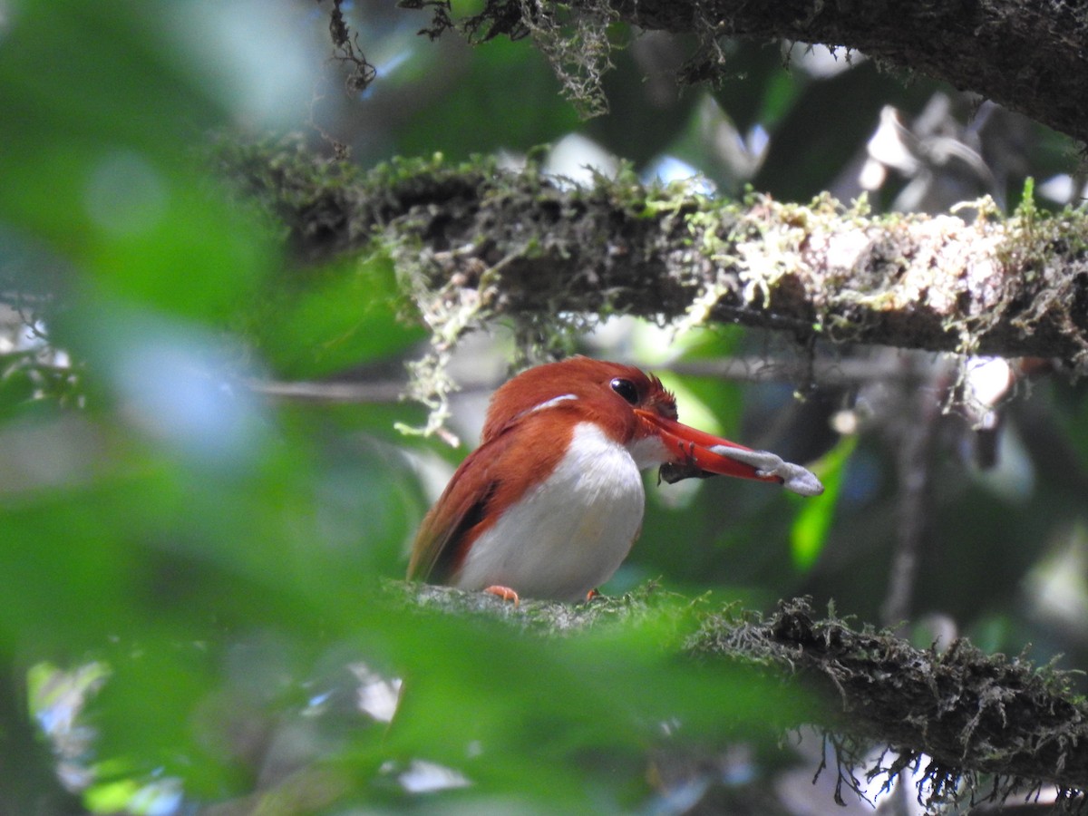 Madagascar Pygmy Kingfisher - ML639704299
