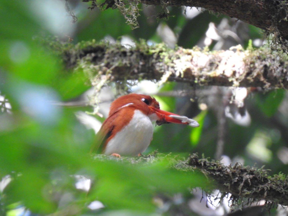 Madagascar Pygmy Kingfisher - ML639704300