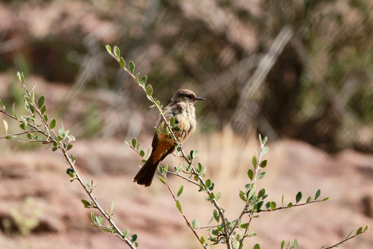 Say's Phoebe - ML639704304