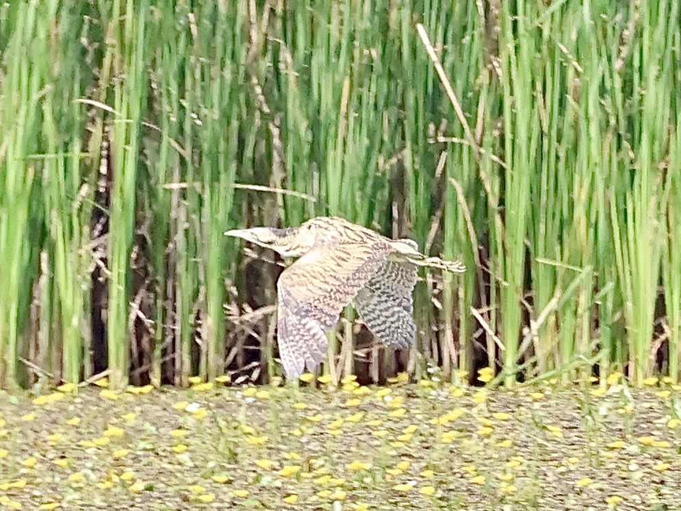 Eurasian Bittern - ML639704309