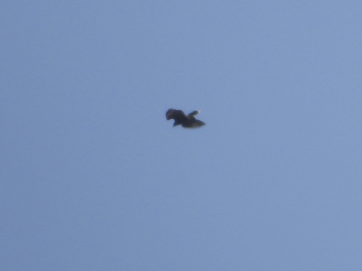 Harris's Hawk - ML639704339