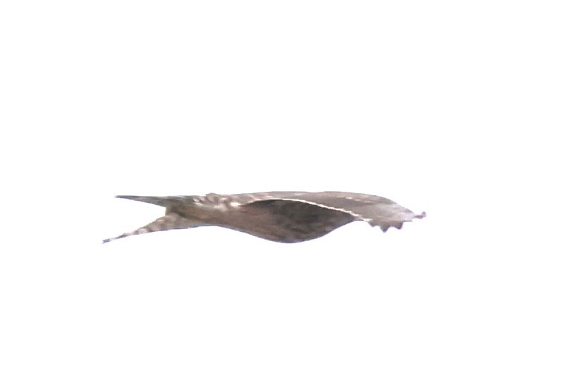 Çakır - ML639704353