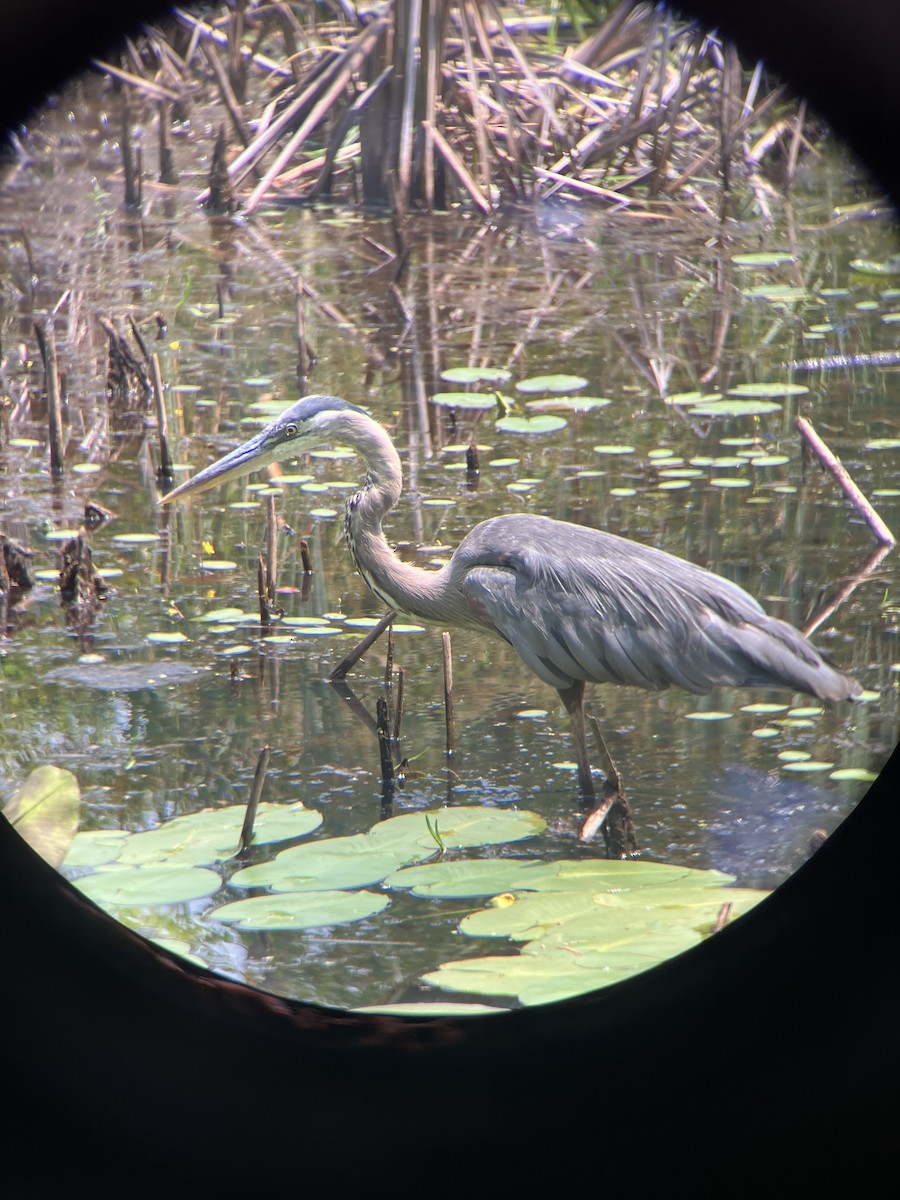 Great Blue Heron - ML639704366
