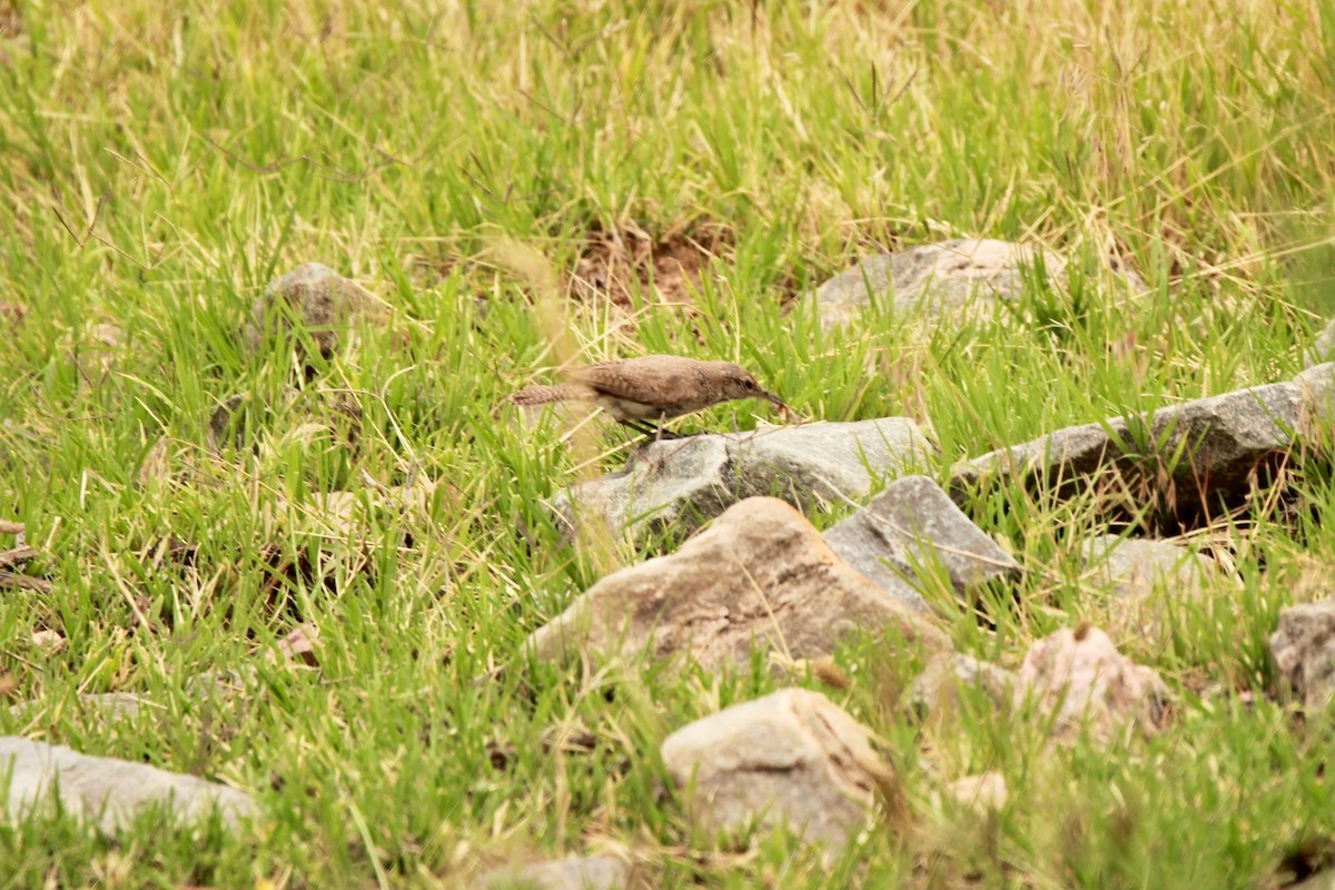 Rock Wren - ML639704404