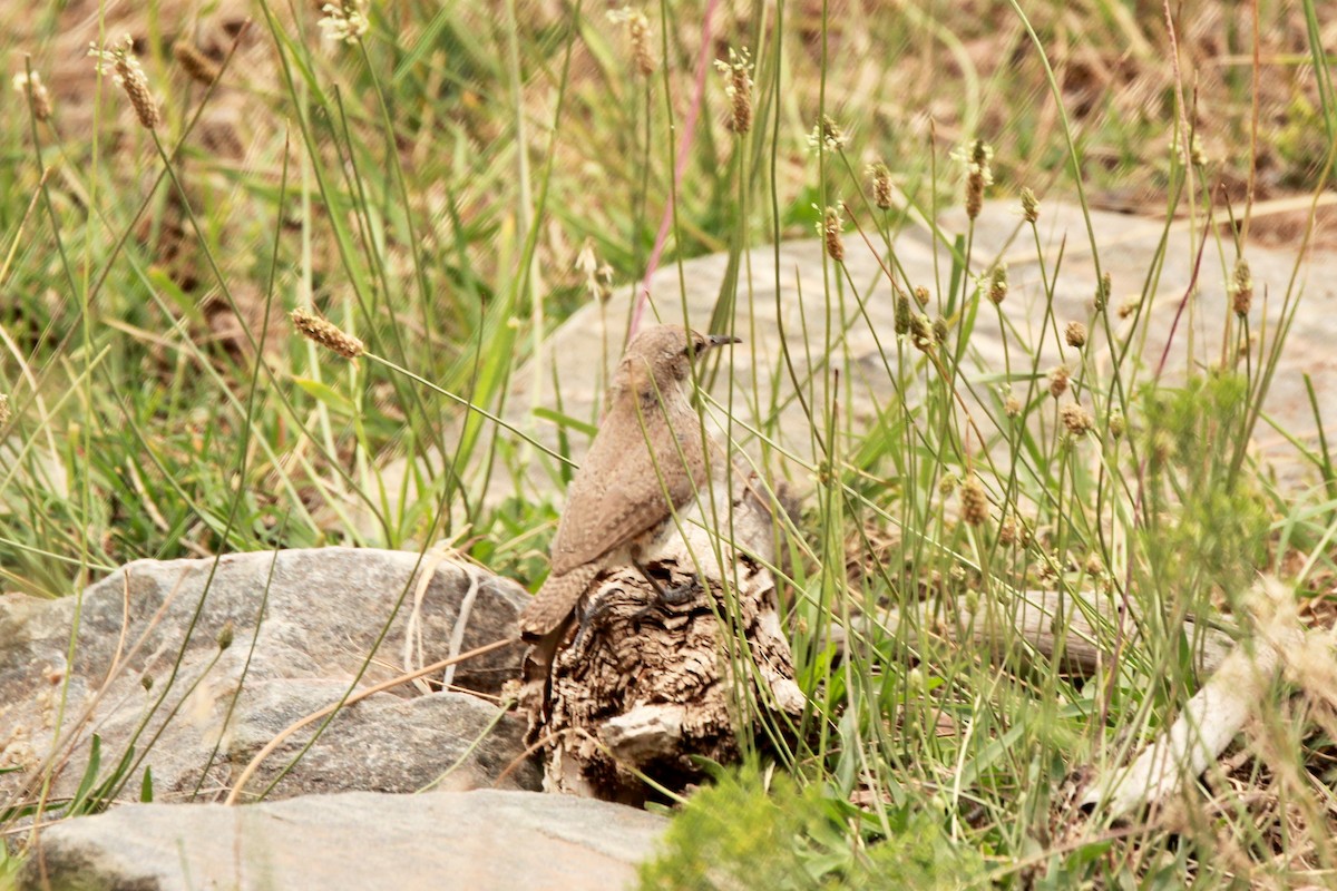 Rock Wren - ML639704405