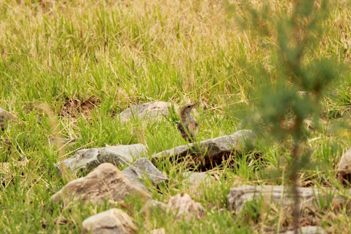 Rock Wren - ML639704406