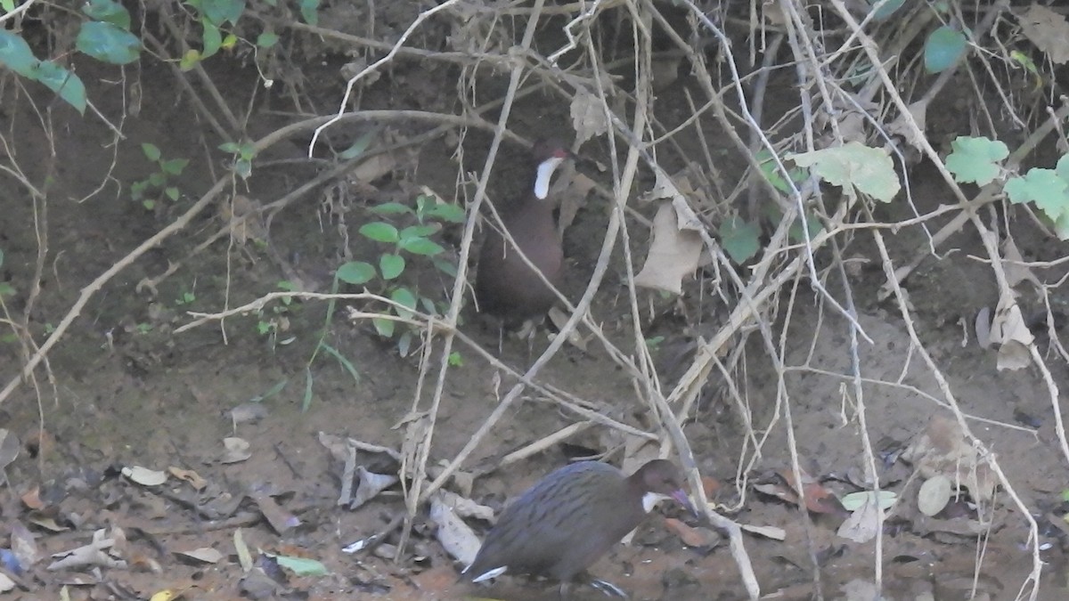 White-throated Rail - ML639704407