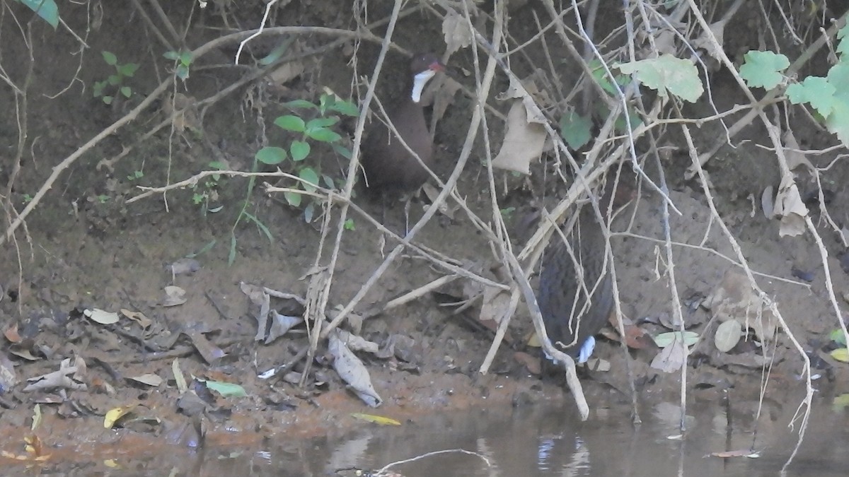 White-throated Rail - ML639704408