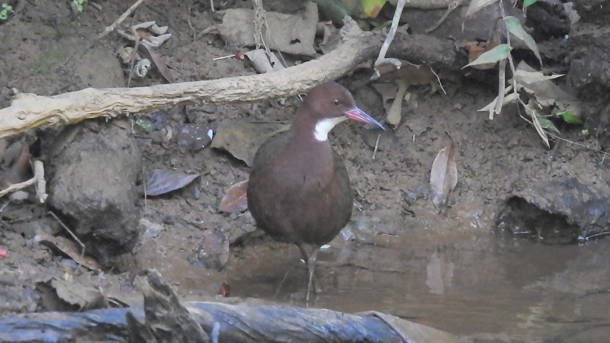 White-throated Rail - ML639704409