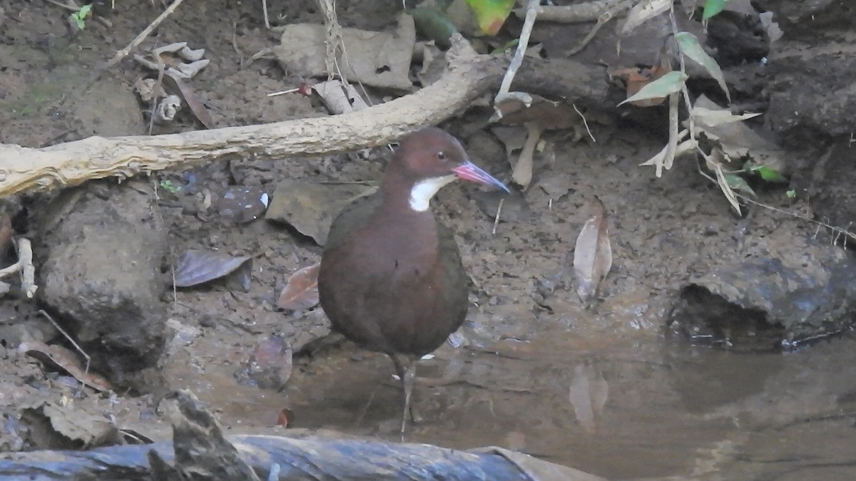 White-throated Rail - ML639704410