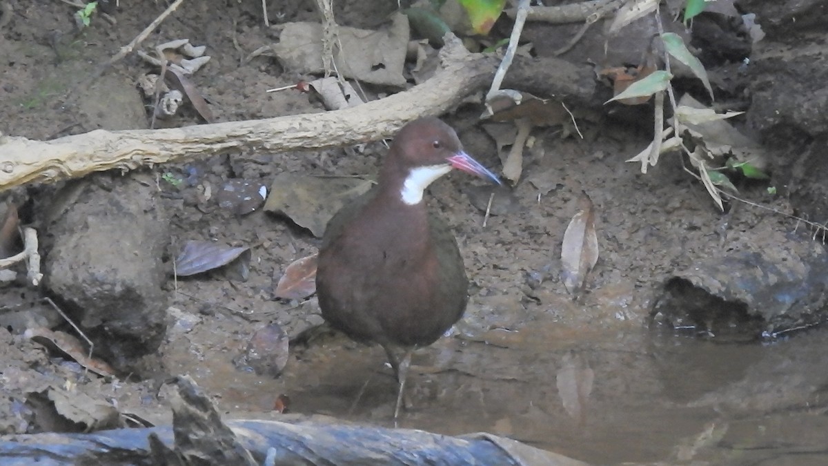 White-throated Rail - ML639704411
