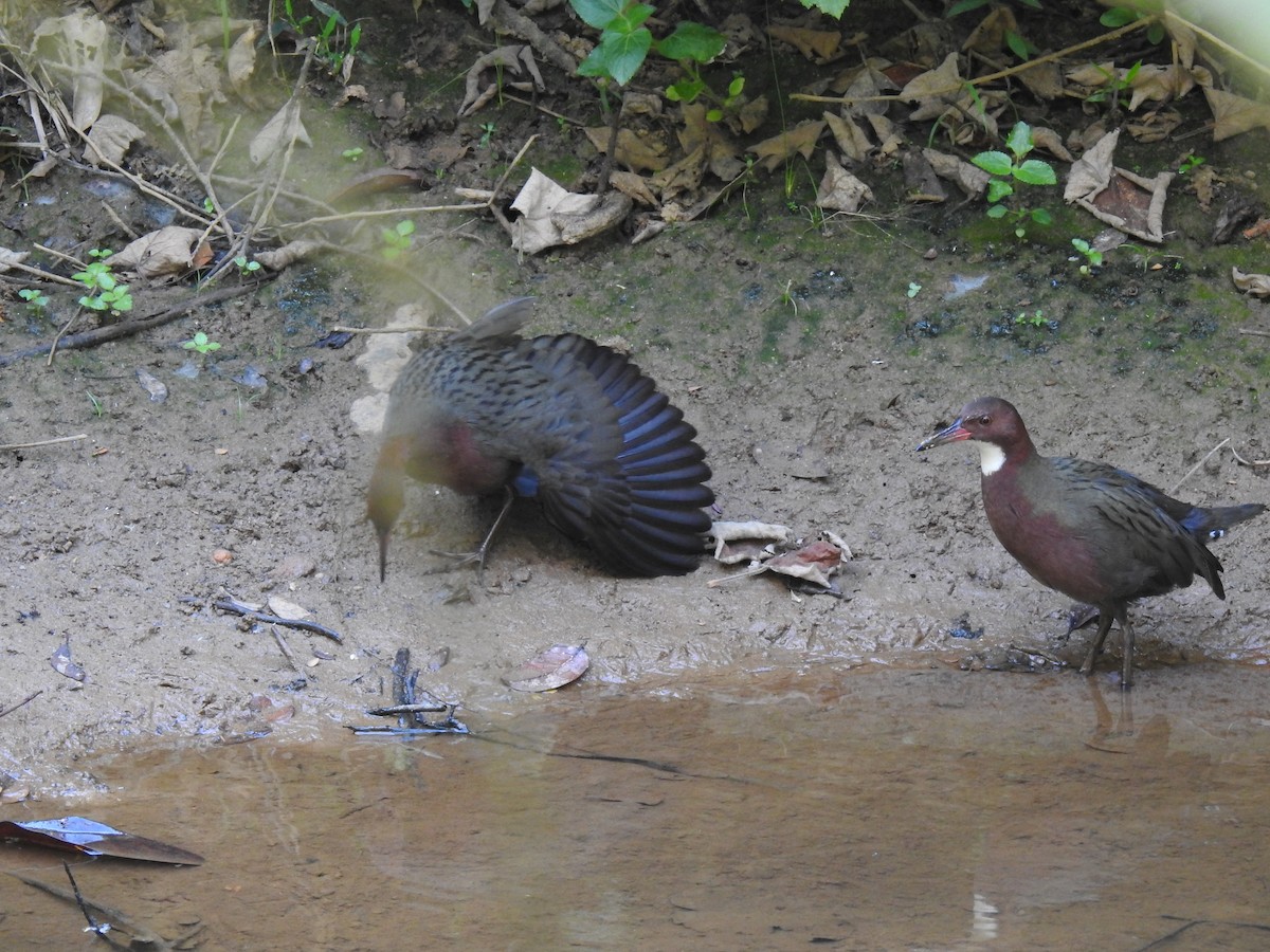 White-throated Rail - ML639704415