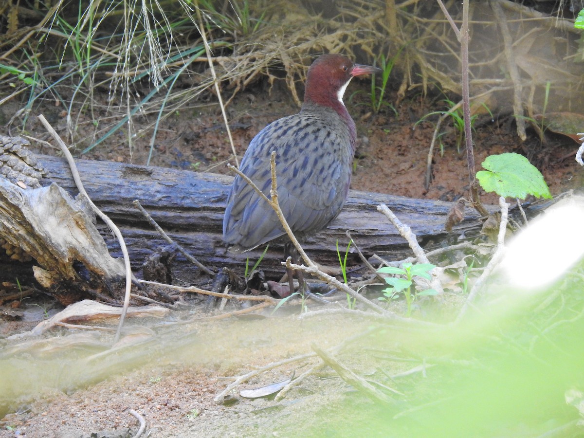 White-throated Rail - ML639704417