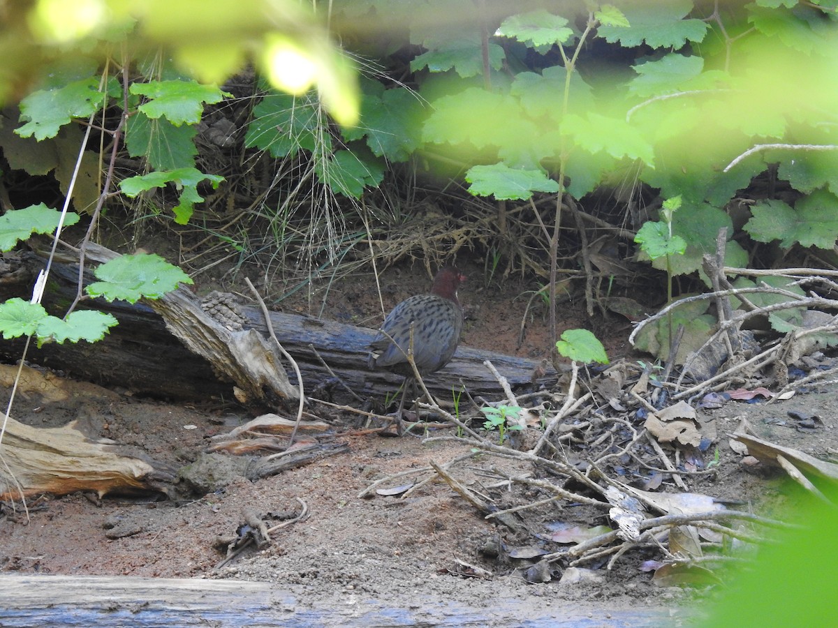 White-throated Rail - ML639704419