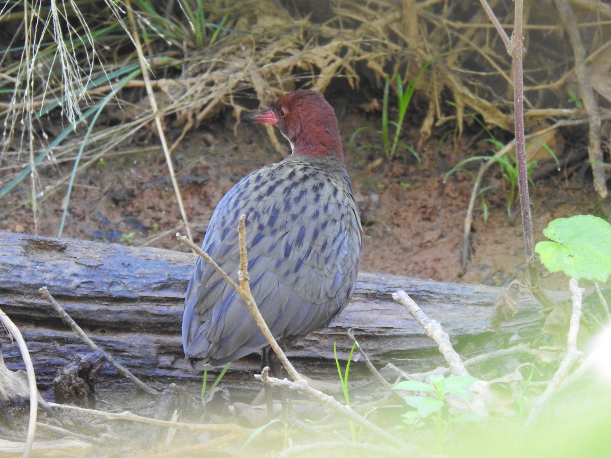 White-throated Rail - ML639704420