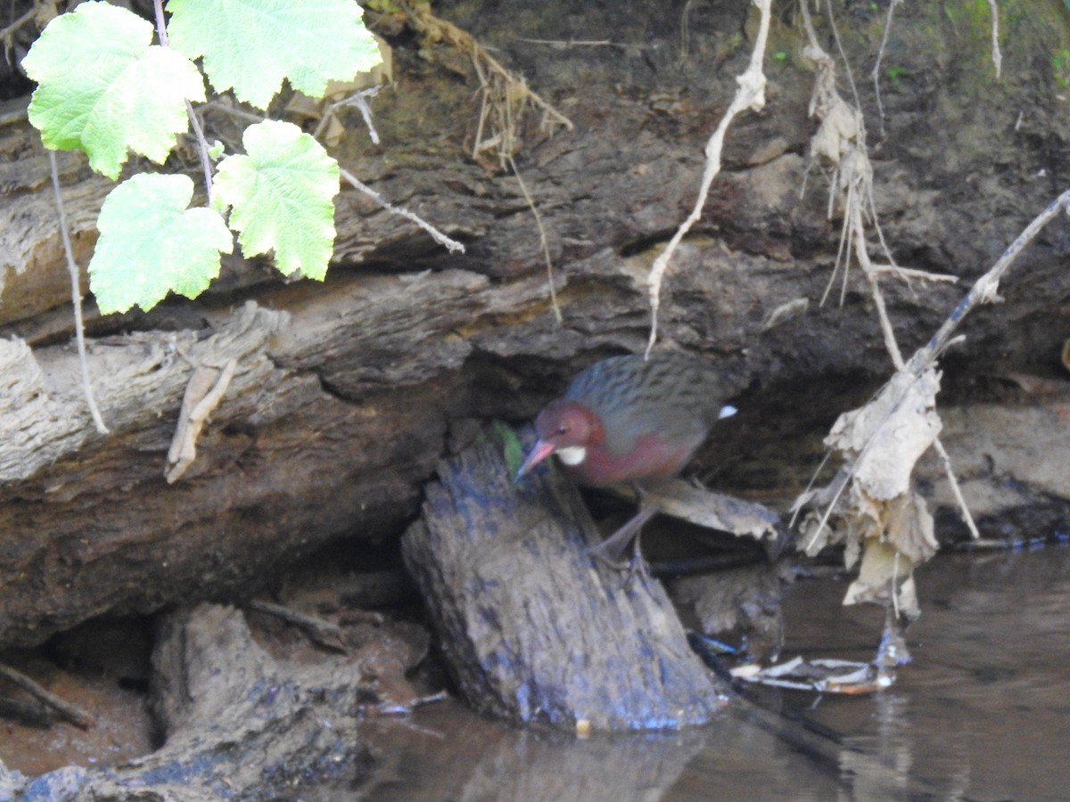 White-throated Rail - ML639704421