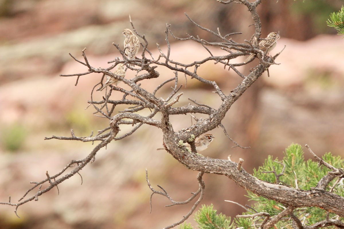 Lark Sparrow - ML639704426