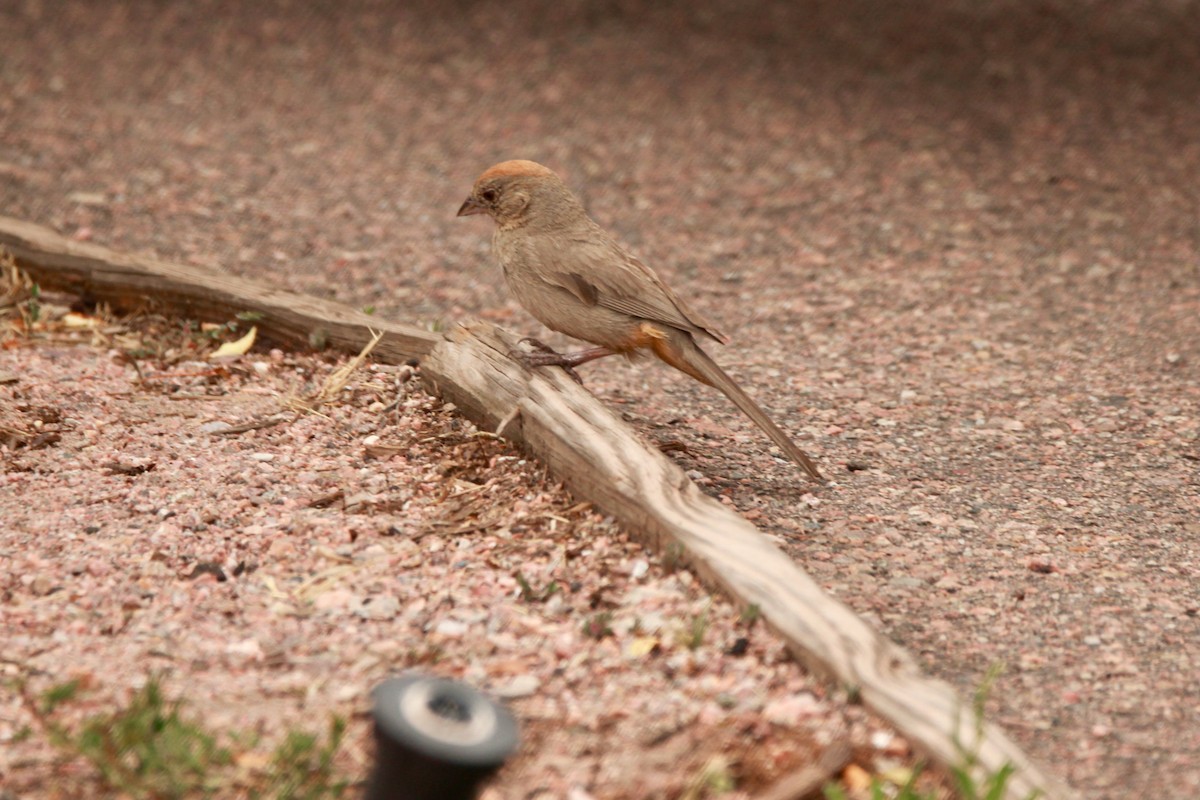 Canyon Towhee - ML639704445