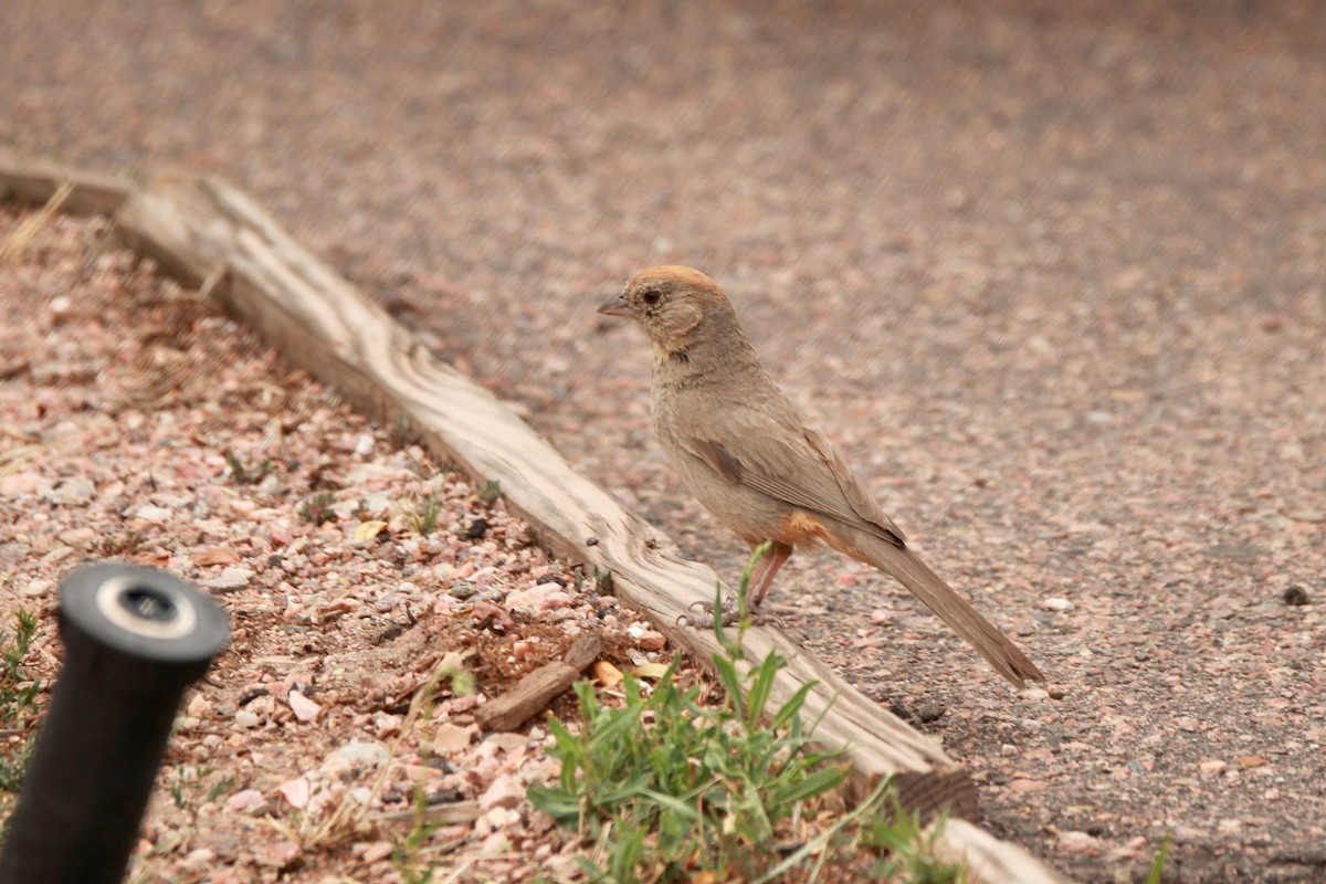Canyon Towhee - ML639704446