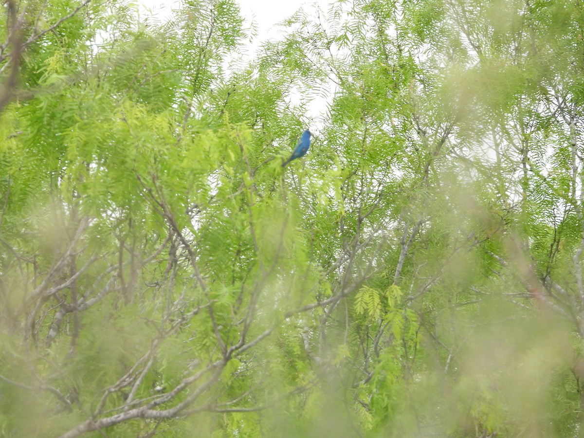 Indigo Bunting - ML639704461