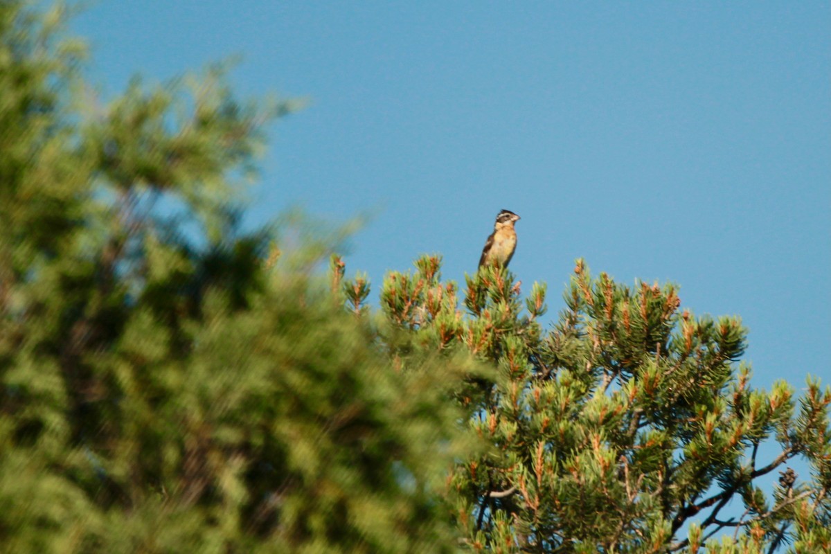 Black-headed Grosbeak - ML639704468