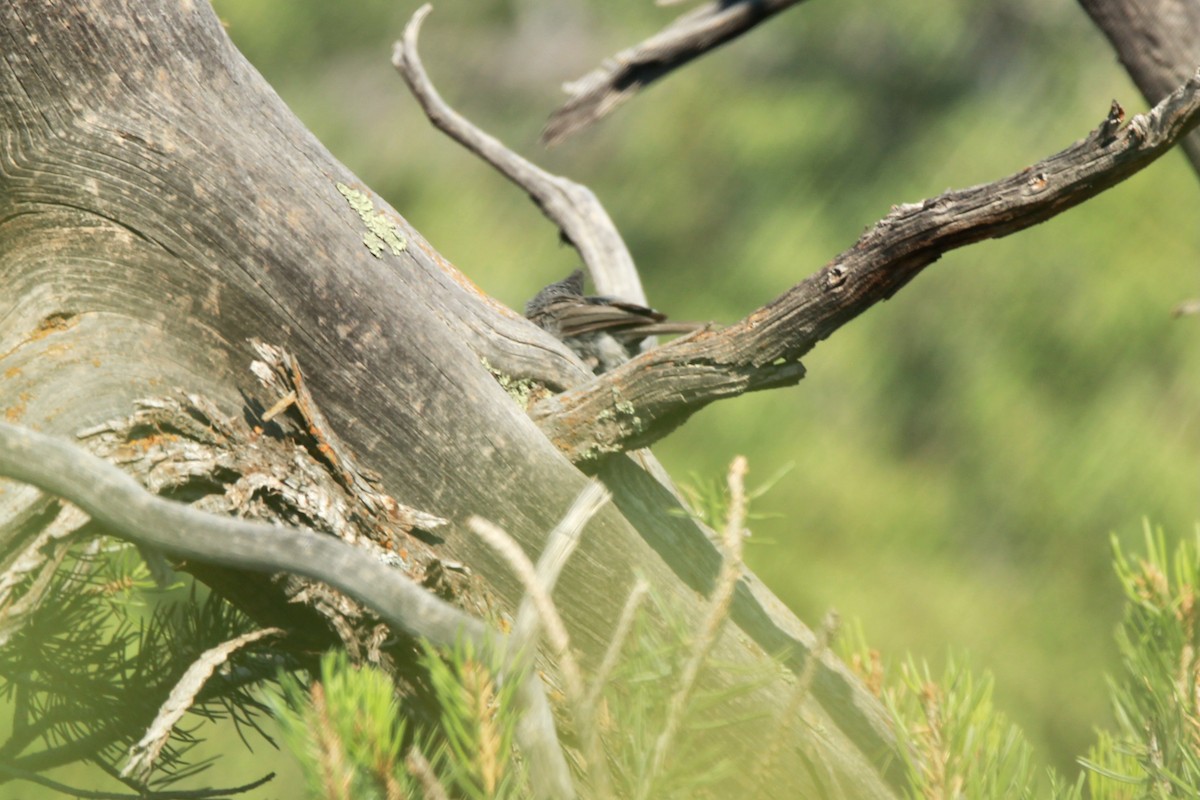 Juniper Titmouse - ML639704471