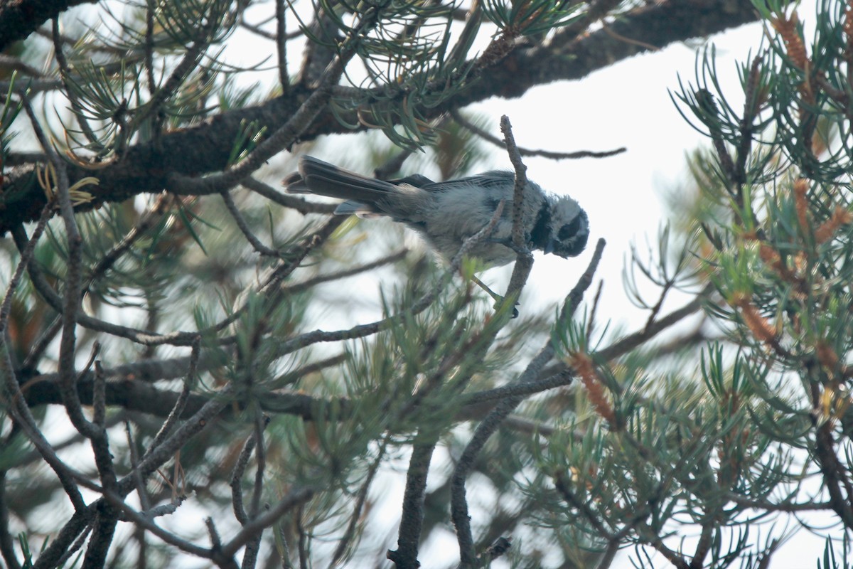 Mountain Chickadee - ML639704480